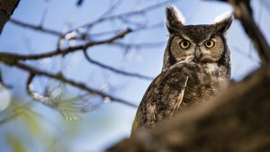 great horned owl sitting on tree branch