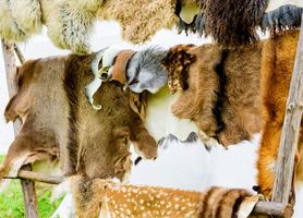 animal pelts hanging